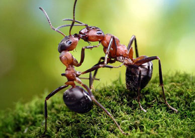 سبحان الله صور أنسجام النمل في الحياة Harmony Between Ants-عالم الصور